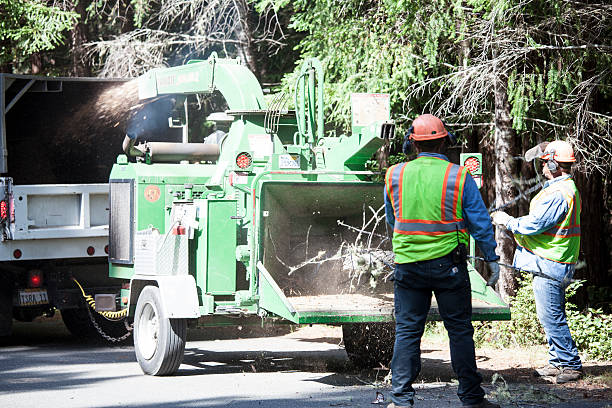 Best Storm Damage Tree Cleanup  in USA